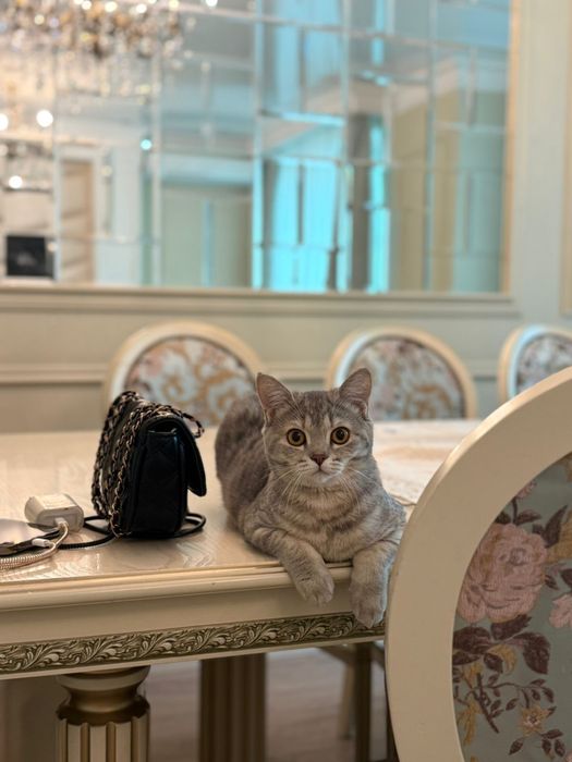 Продам кошечку. Шотландец. 6 месяцев.