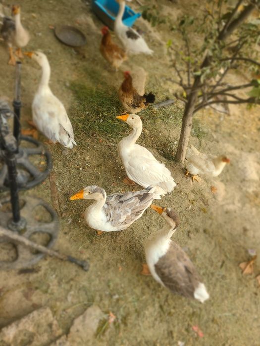 G'oz sotiladi 9 dona