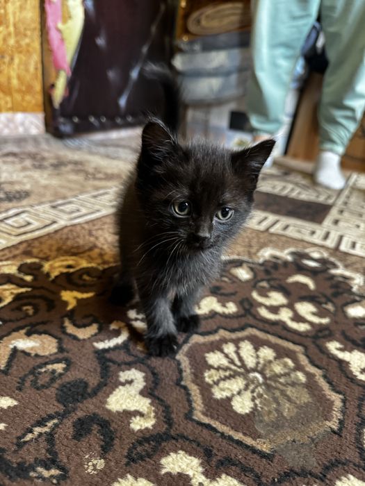 Отдам котят в хорошие , добрые руки