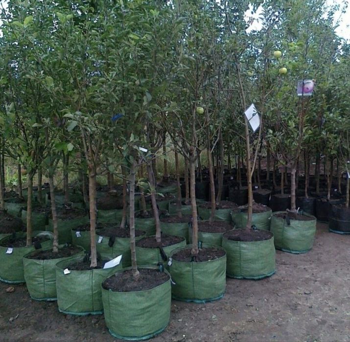 Яблони сливы груши смородина.