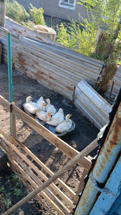 Продам гусят линды