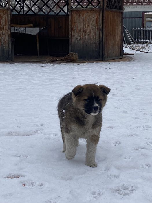 Отдам щенка девочку