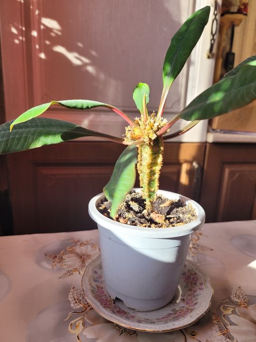 Комнатные цветы продам