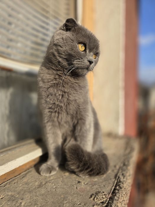 Чистокръвни Шотландски клепоухи котета