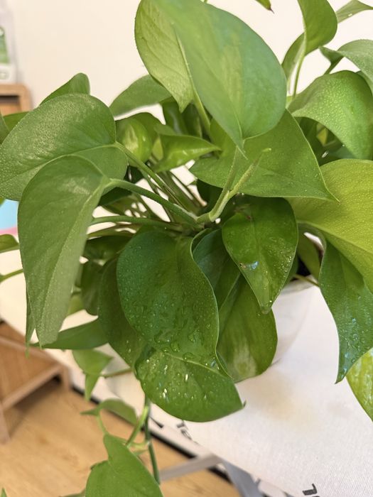 Продам эпипремнум (лиана)