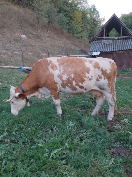 Vacă bălțată românească