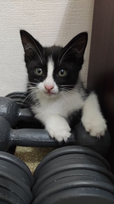 Котята бесплатно