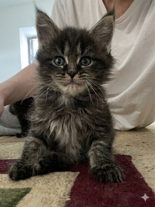 Котята мейн кун