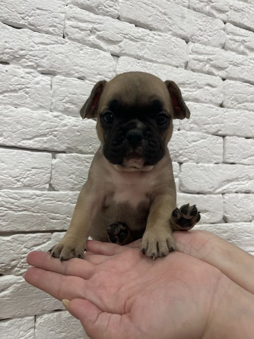 Шенки Француский бульдог !