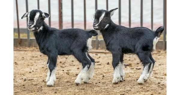 Коза с козлятами.