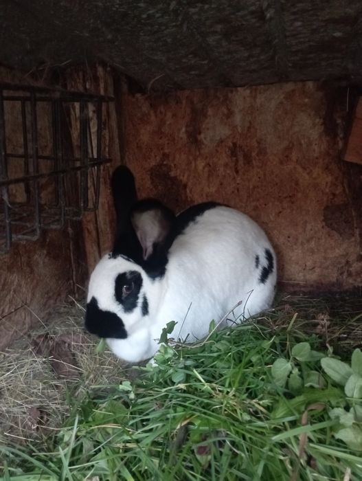 Vând urgent iepuri Fluture German