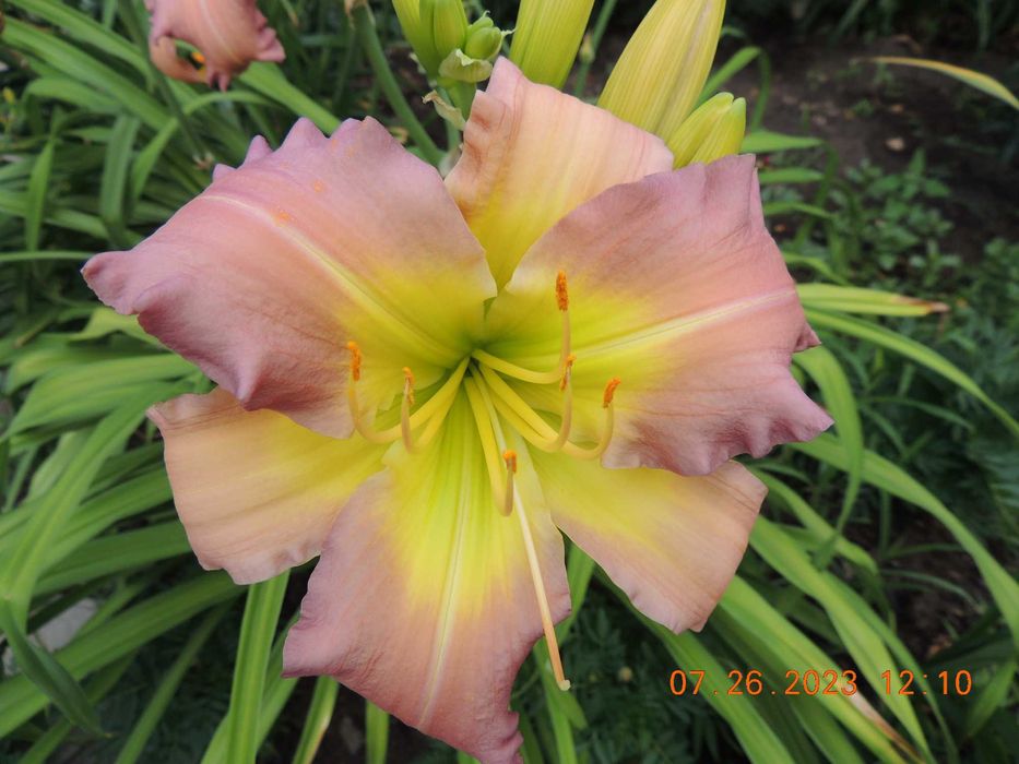 Лилейники сортовые