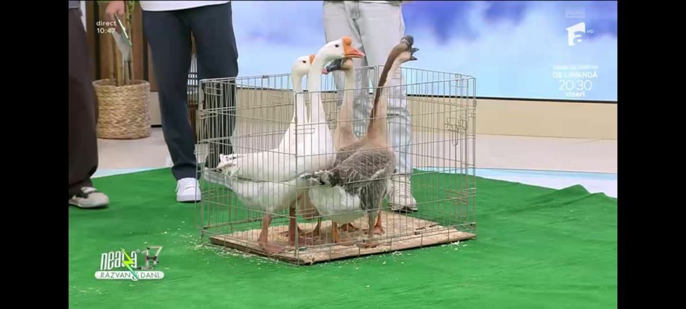 Gaste chinezesti albe rasa pura tineret