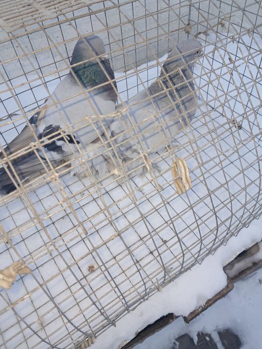 Породистые голуби