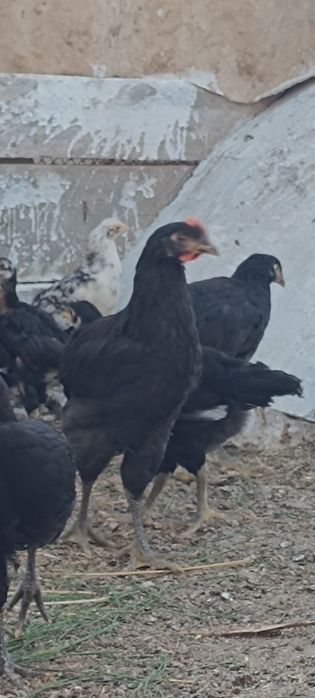 "Qora shaxzoda" joʻjalari,arzon narxda 2-3 oylik