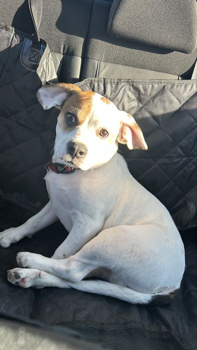 Donez cățel– 7 luni, vaccinat și microcipat