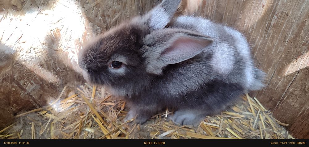 Кролики породы львиноголовые