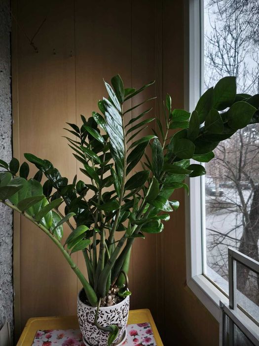 Замиокулькас Долларовое дерево