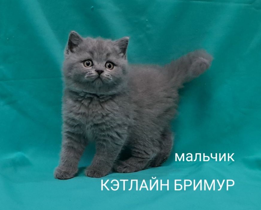 Британские котята!  Питомник!