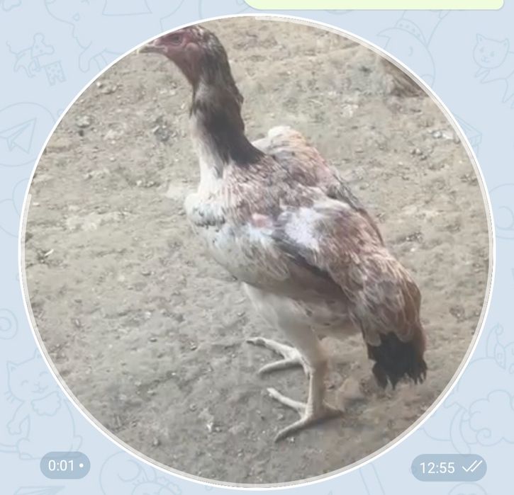 Zotga tovuq sotiladi