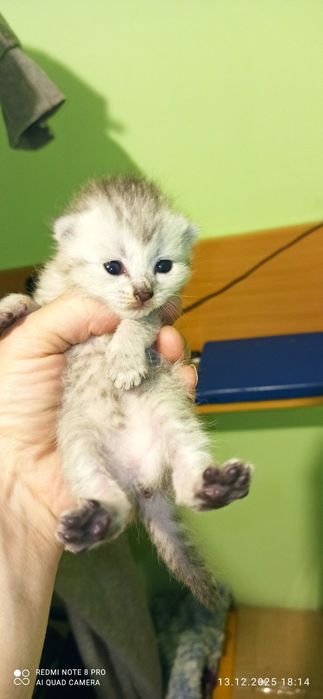 Котята, продаются