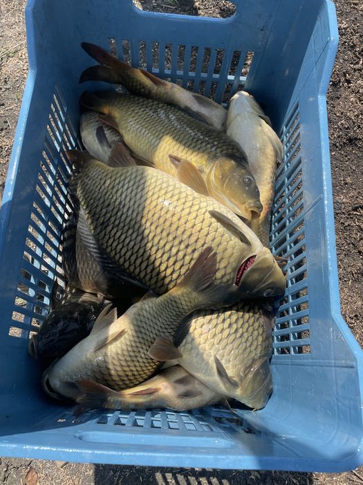 Шаран и толстолоб за консумация и зарибител!