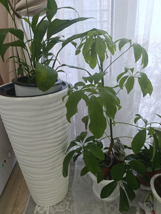 Шефлера -комнатные цветы