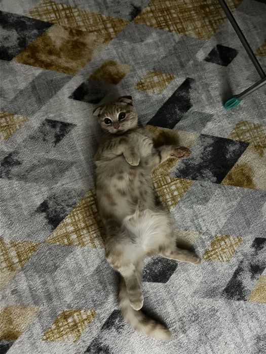 шотландская вислоухая кошка