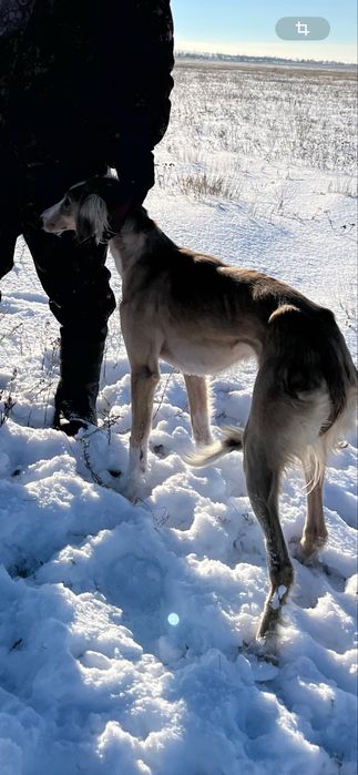 Тазы! Екі қаншық тазы сатылады