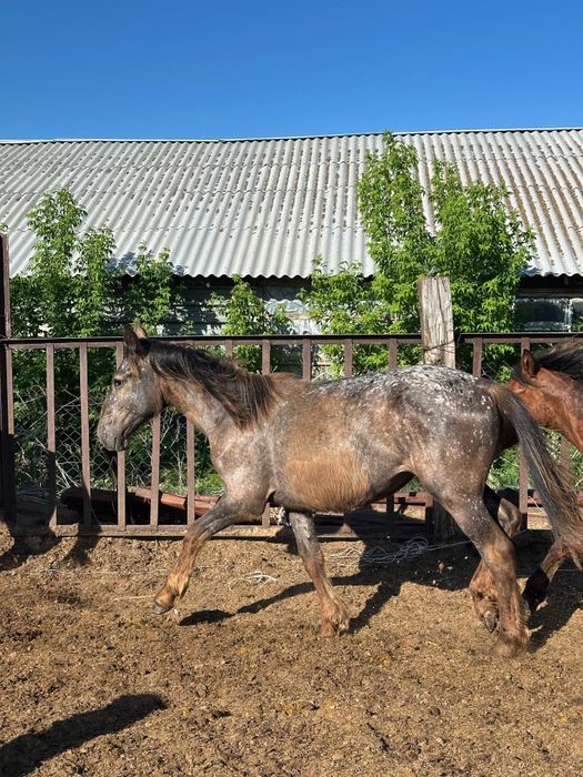 Тайлар сатлады полутяж