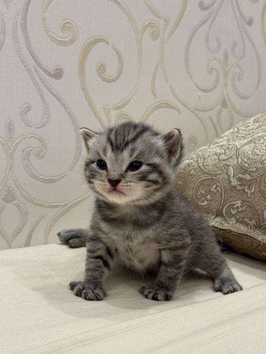 Продам котят скоттиш страйт