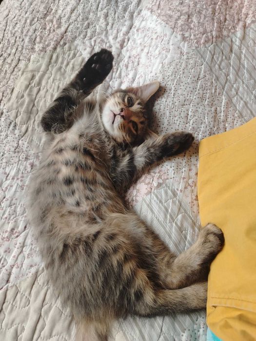 Отдам котят в добрые руки