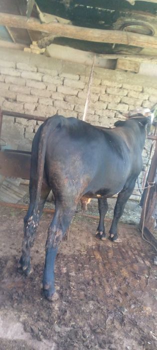 Семиз бука сотилади