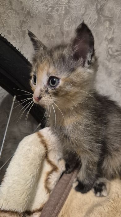 Кошечка 2 месяца