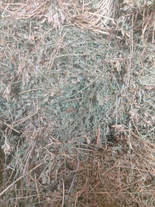 Beda pres somon pres