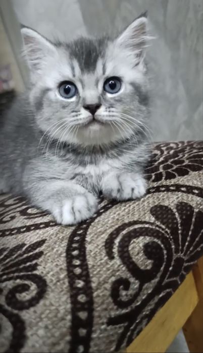 Урганчда сотилади скотиш шиншилла серий угилча