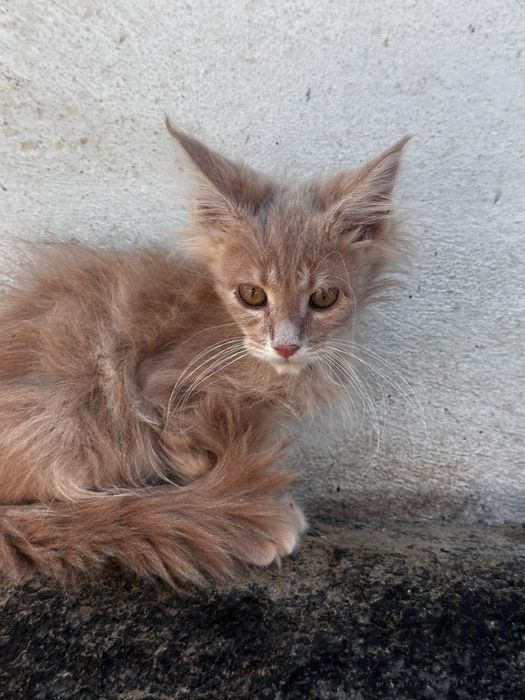 Котенок мейн кун