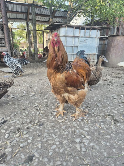 Familii Brahma herminat deschis si Columbia, cocosi Brahma, boboci de rata, pui  de o saptamana Brahma, Wiandotte, Australop si La Bresse
