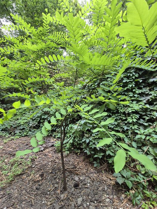 Продам белую акцию.