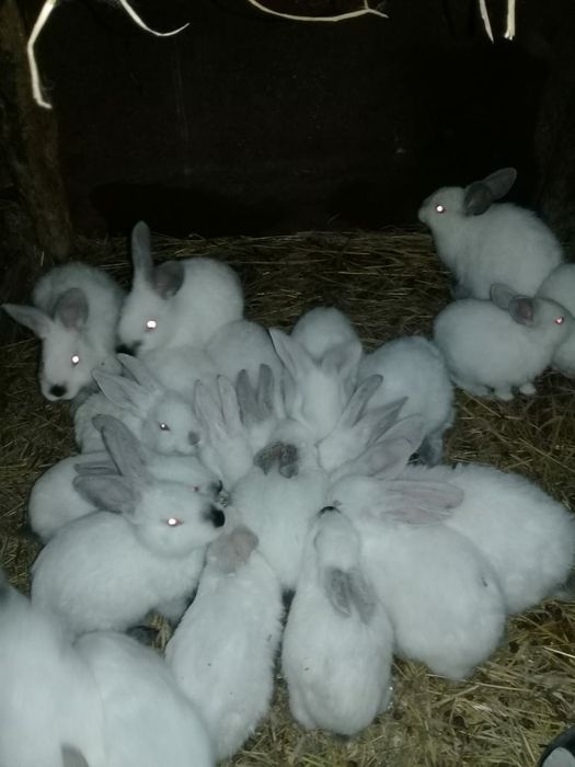 Продам калифорнийских кроликов