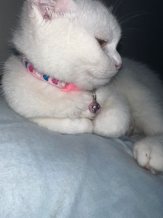 Британский зотдор мушик сотилади срочно