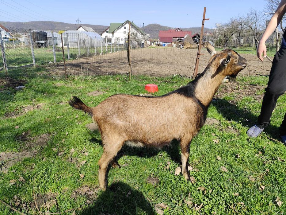 Vând capre si un țap