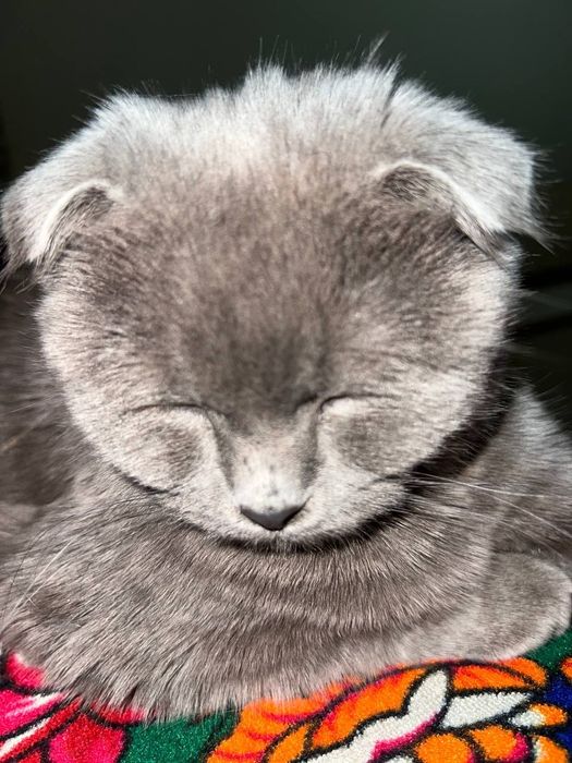 Mushuk sotiladi 200$ Fargona