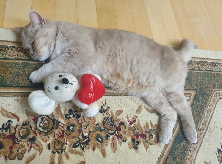 Британская кошка