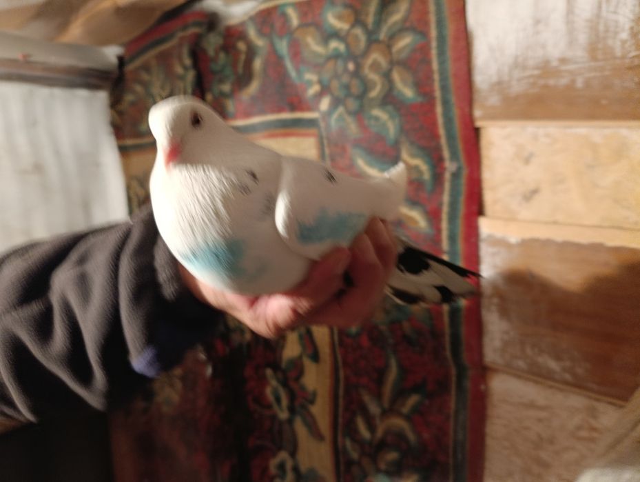 Голуби бакинцы год