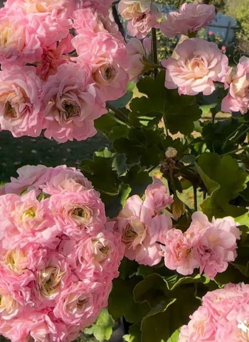 Пеларгония сортовая