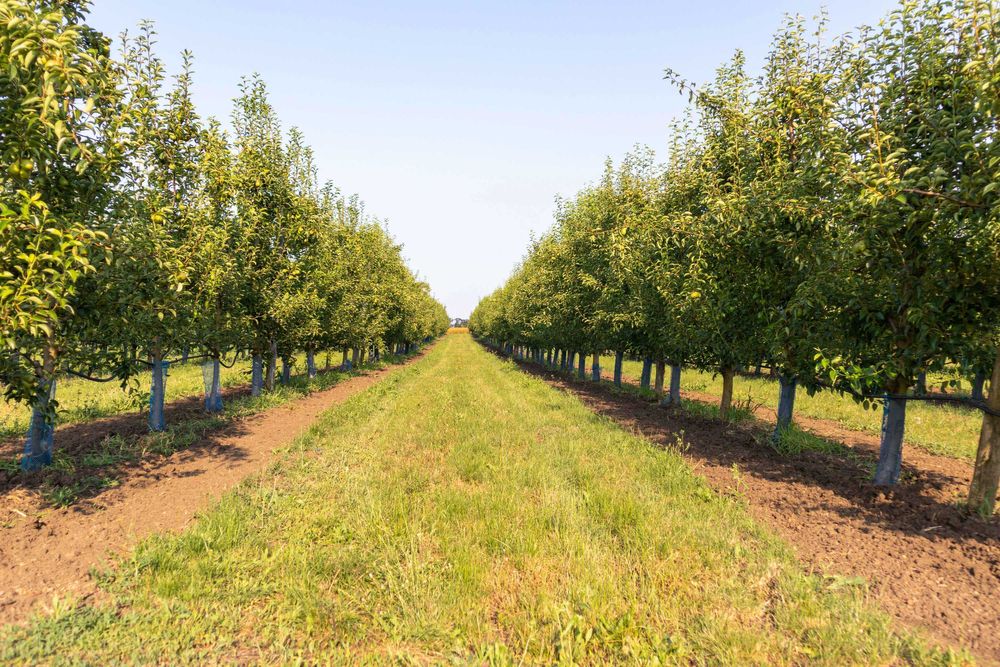 Продава се Земеделски имот в с. Братово, Област Бургас -  кв.м за 9211 €/дка - Снимка #4