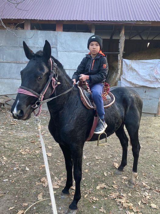 Кунан лошадь жеребец