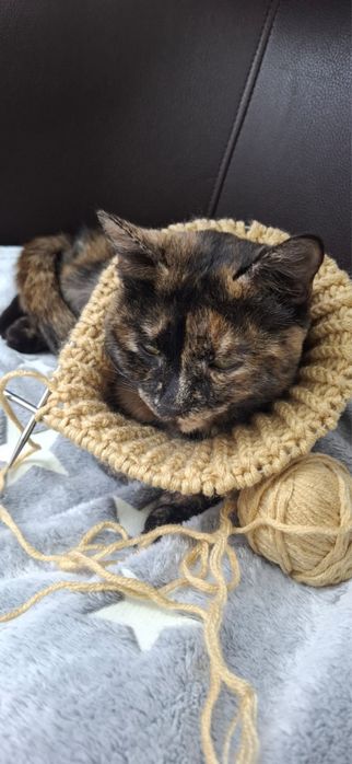 Кошечка в добрые ответственные руки