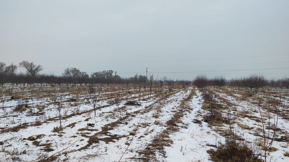 Яблоневые сады, яблоки